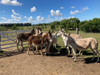 Burros Burras 5