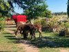 Burros Burras 7
