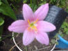 Zephirantes (sefirantes) Plant A De Bulbo Flor Rosa 0