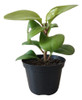 Planta Peperomia Lisa 0