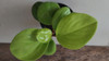 Planta Peperomia Lisa 2