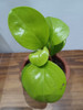 Planta Peperomia Lisa 2