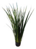 Dietes 0