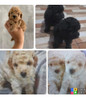 Seña De Cachorro 0