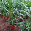 Palmera Areca Bambú P17 2