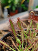 Planta Carnivora Droseras X2 2
