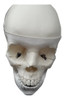 Craneo Anatomia Estudio Medicina Jmc 3d 0