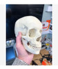 Craneo Anatomia Estudio Medicina Jmc 3d 1