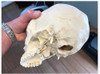 Craneo Anatomia Estudio Medicina Jmc 3d 3