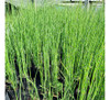 Planta Equisitum Con Jardinera 2