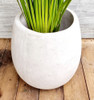 Planta Equisitum Con Jardinera 4