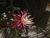 Planta Cactus Selencererius Anthonyanus 1