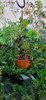 Planta Cactus Selencererius Anthonyanus 5