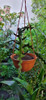 Planta Cactus Selencererius Anthonyanus 6