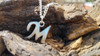 Collar Letras Sueltas Cadena Quirurgica Dije Niquel Gemos 1