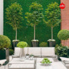 Jardín Vertical X 30 Premium 60x40 Muro Verde Césped- Wilton 3