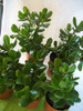 Arbol De Jade ( Prosperidad ) Impecables... No Hago Envios 2