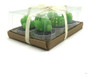 Vela Cactus- Tunas- 4 Cm X 6 Unidades - Universo Mágico- 1
