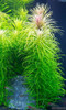 Rotala Bangladesh 1