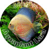 Rotala Bangladesh 3