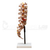 Modelo De Coluna Lombar 3