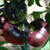 Semillas Tomate Blue Beauty! Belleza Azul. Exóticos! 3 Semillas Tomate Blue Beauty! Belleza Azul. Exóticos! 3