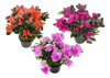 Azalea P14 0