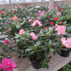 Azalea P14 2