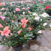 Azalea P14 3