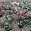 Azalea P14 4