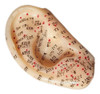 Oreja Molde Modelo Chico Con Puntos De Auriculoterapia Par 1