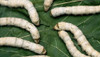 Gusanos De Seda 0