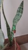 Espada De San Jorge Ó Sanseveria + Tutor 3