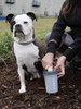 Limpiador Portatil Para Patas De Perros, Gris_medium C/tapa 1 Limpiador Portatil Para Patas De Perros, Gris_medium C/tapa 1