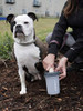 Limpiador Portatil Para Patas De Perros, Gris_medium C/tapa 4 Limpiador Portatil Para Patas De Perros, Gris_medium C/tapa 4
