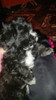 Caniche Mini Toy Hermosa Cachorra 0