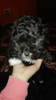 Caniche Mini Toy Hermosa Cachorra 1