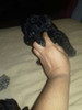 Caniche Mini Toy Hermosa Cachorra 4