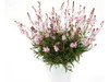 Gaura , Perennes ! Florìferas 0