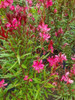 Gaura , Perennes ! Florìferas 1