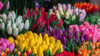 Semillas Bulbos Flores Tulipán - Envíos 3