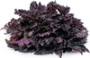 Sementes De Manjerição Roxo Red Ruffles - Loucura No Jardim! 0 Sementes De Manjerição Roxo Red Ruffles - Loucura No Jardim! 0