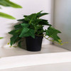 Planta Artificial Decorativa Cabeza De Flecha 22cms 1