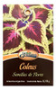Semillas De Coleus Sobre Por 0,15gr Valhalla Grow Shop 1 Semillas De Coleus Sobre Por 0,15gr Valhalla Grow Shop 1
