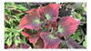 Semillas De Coleus Sobre Por 0,15gr Valhalla Grow Shop 2 Semillas De Coleus Sobre Por 0,15gr Valhalla Grow Shop 2