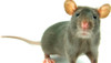 Seis (6) Potentes Repelente Ultrasonido Ratas Mosquitos Murc 3