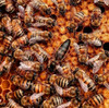 Nucleos Abejas Apicultura Polinizacion 1