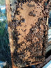 Nucleos Abejas Apicultura Polinizacion 2