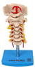 Coluna Cervical Vertebral Anatômico Tamanho Real Com Base 0