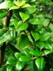 Plantas De Espino Azul 2